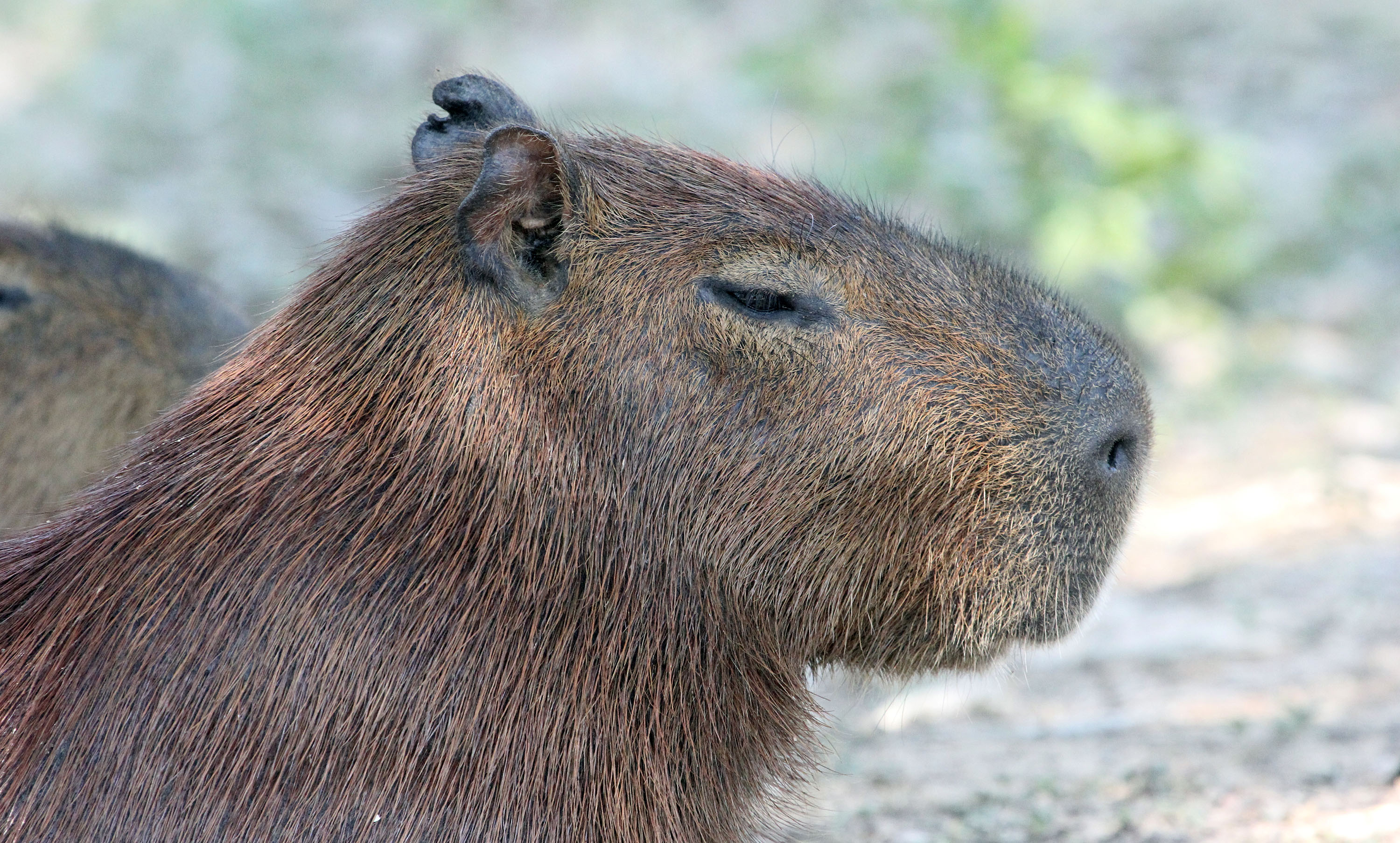 capybara-head-pantanal