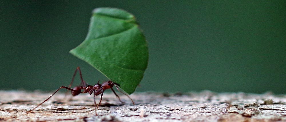 villa-carmen-leaf-cutter-ant