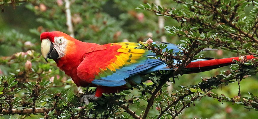 Ara macao, 'Scarlet Macaw', 'Aracanga' (image by Damon Ramsey)