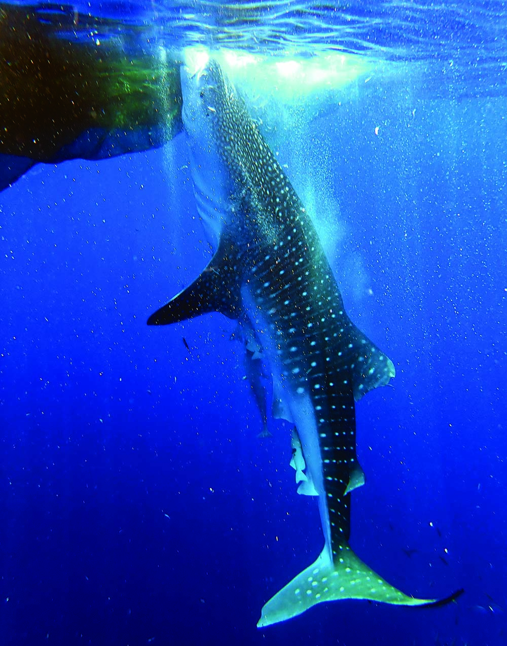 whale-shark-cenderwashi