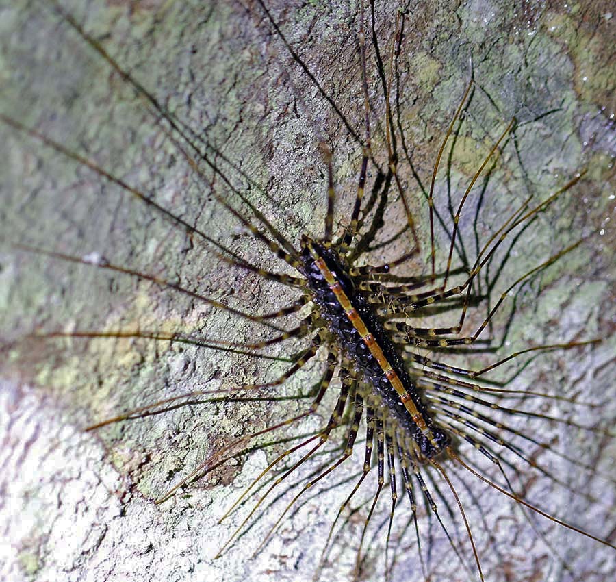 centipede-scutigeridae-tandayapa