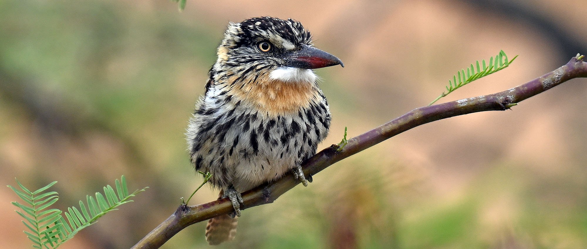 chaco-spot-backed-puffbird-red-macaw-lodgeish