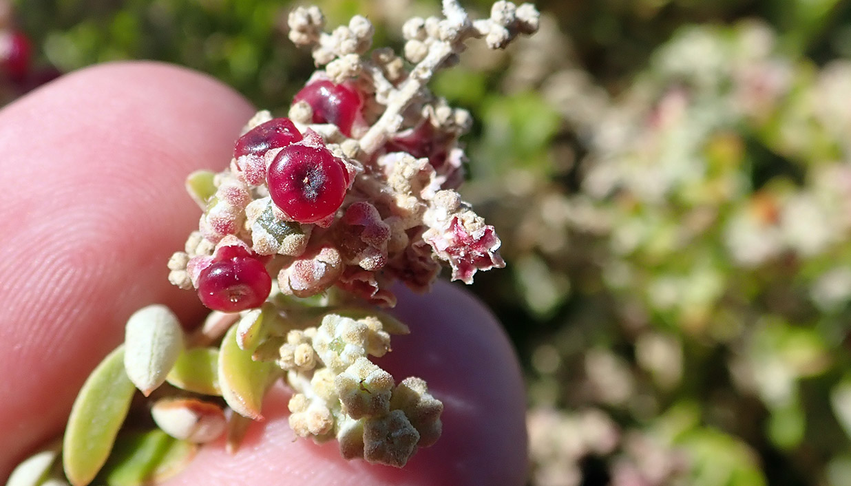 chenopodium-candolleanum-rottnest