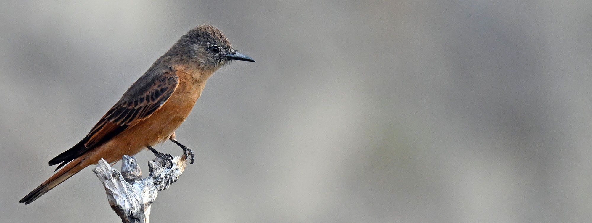 cliff-flycatcher- cliff-flycatcher-