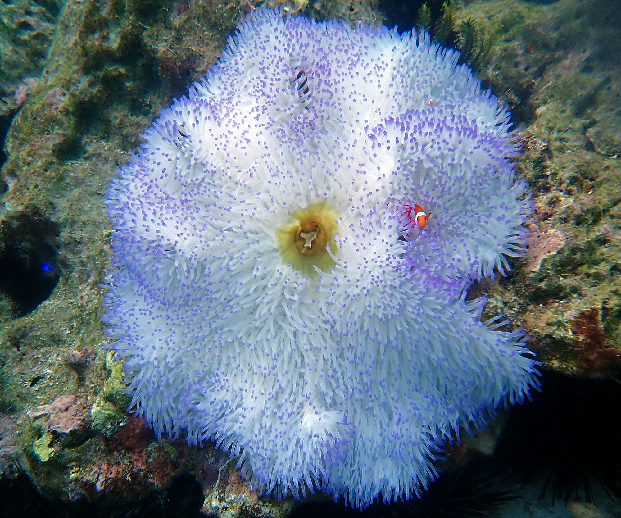 clownfish-deka-deka-