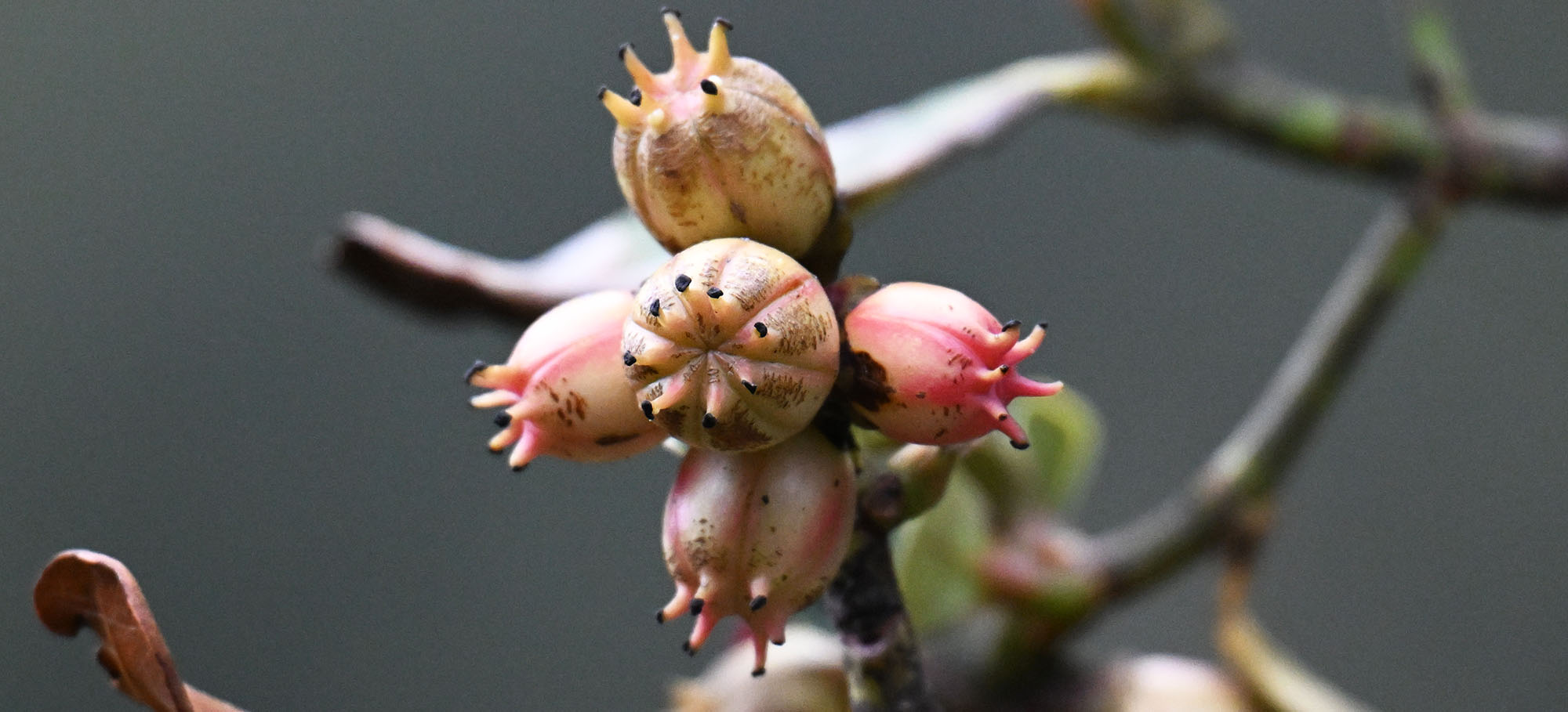 jucumari-clusia-fruits