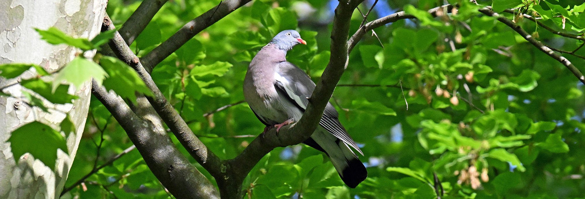 common-wood-pigeon-2026-4-18-lyon-DSC_6128-reduced common-wood-pigeon-2026-4-18-lyon-DSC_6128-reduced