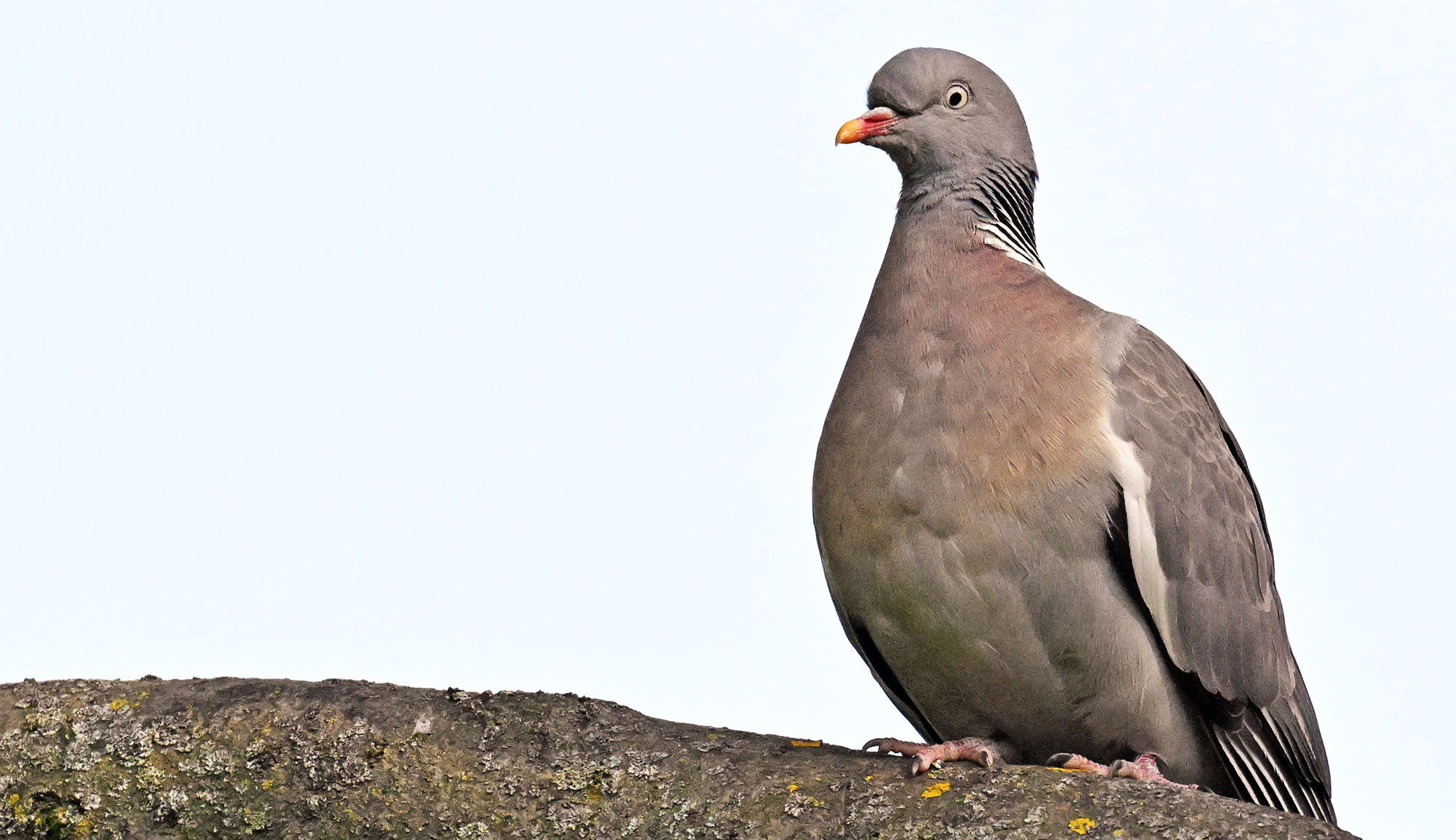 common-woody-pigeon-lyon-