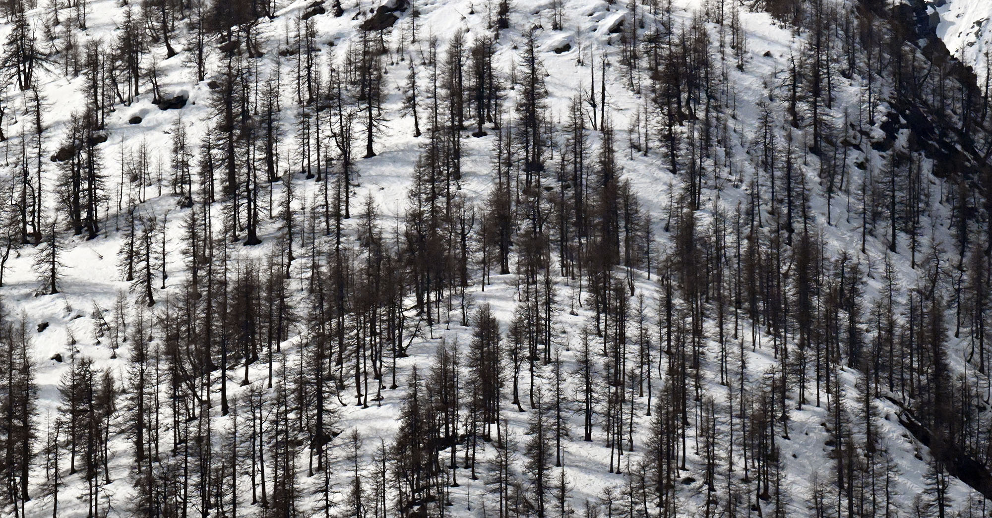 conifers-in-snow-french-alps- conifers-in-snow-french-alps-