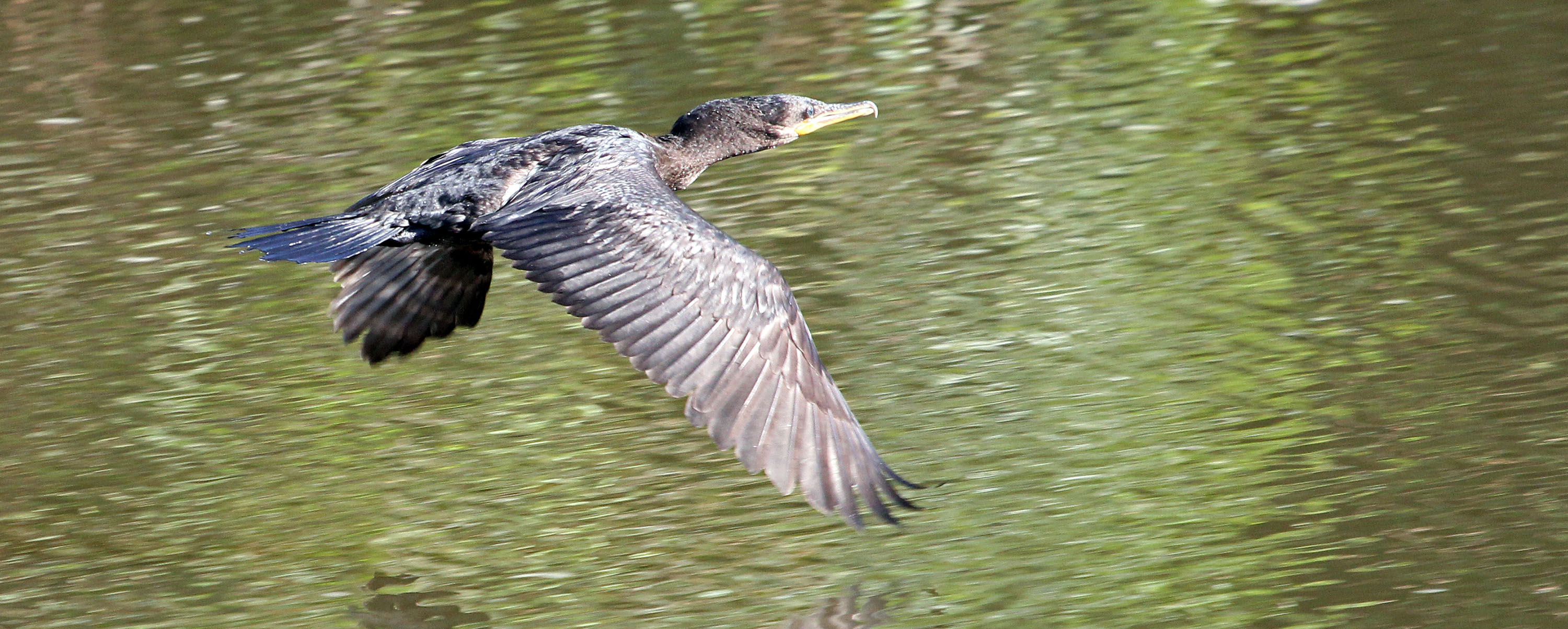 cormorant-neotropical-flying