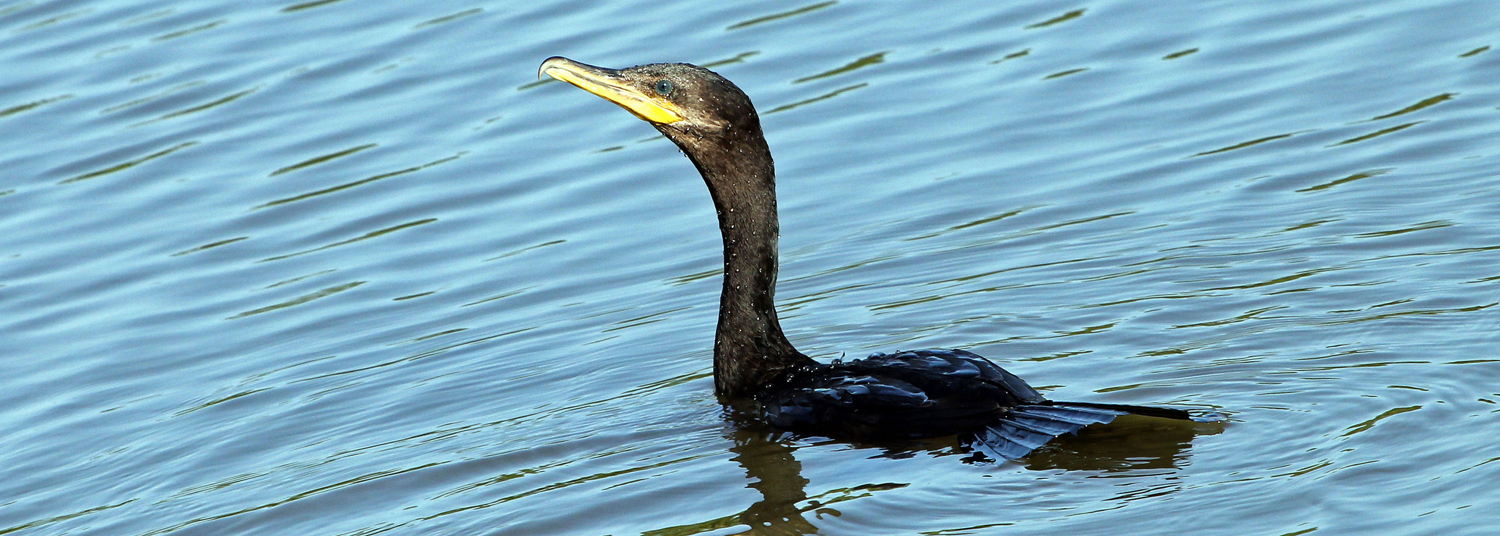 cormorant-neotropical-swimming-