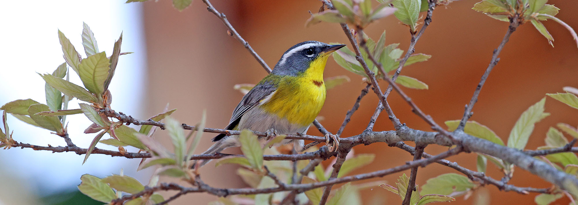 crescent-chested-warbler-mountains-mexico