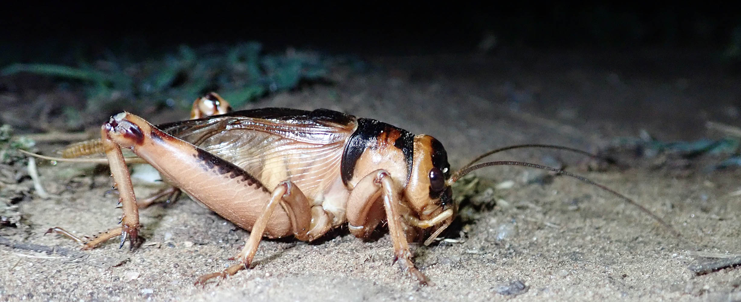 cricket-giant-burrowing-Brachytrupes-membranaceus-queen-elizabeth-uganda
