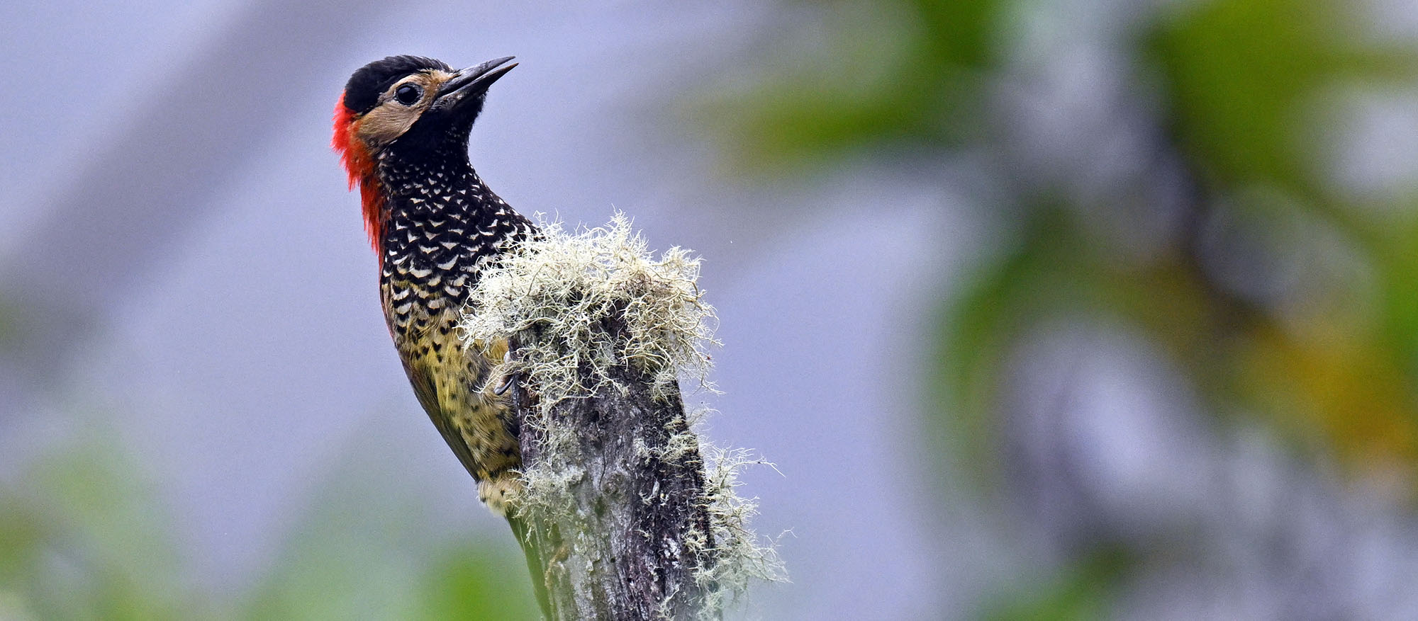 jucumari-lodge-crimson-mantled-wodpecker