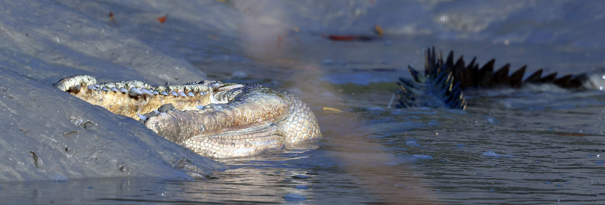 crocodile-feeding-hunter