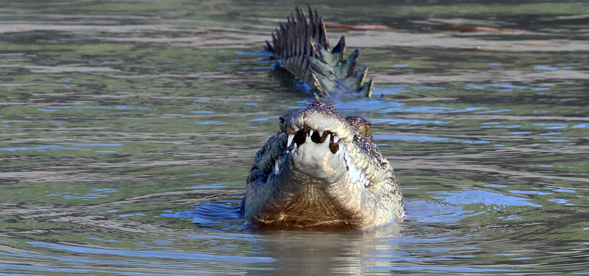 crocodile-hunter-