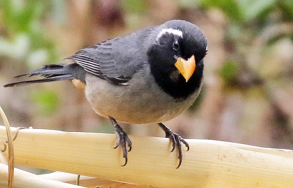 cusco-golden-beaked-saltator