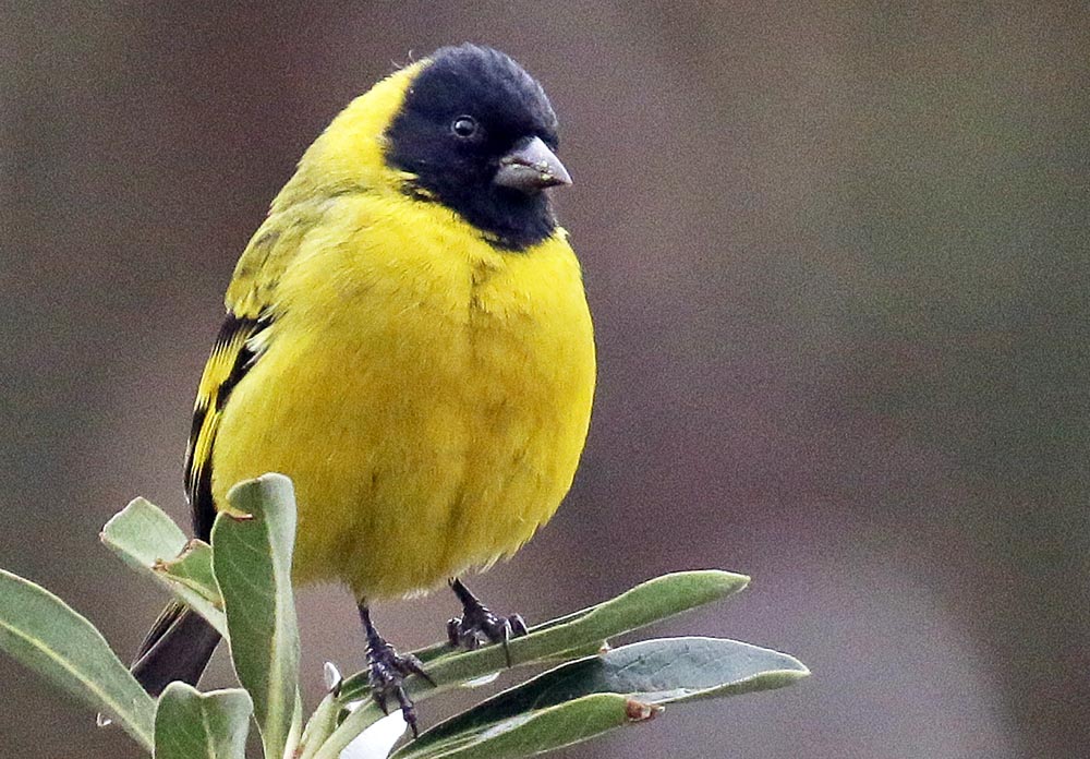 cusco-hooded-siskin