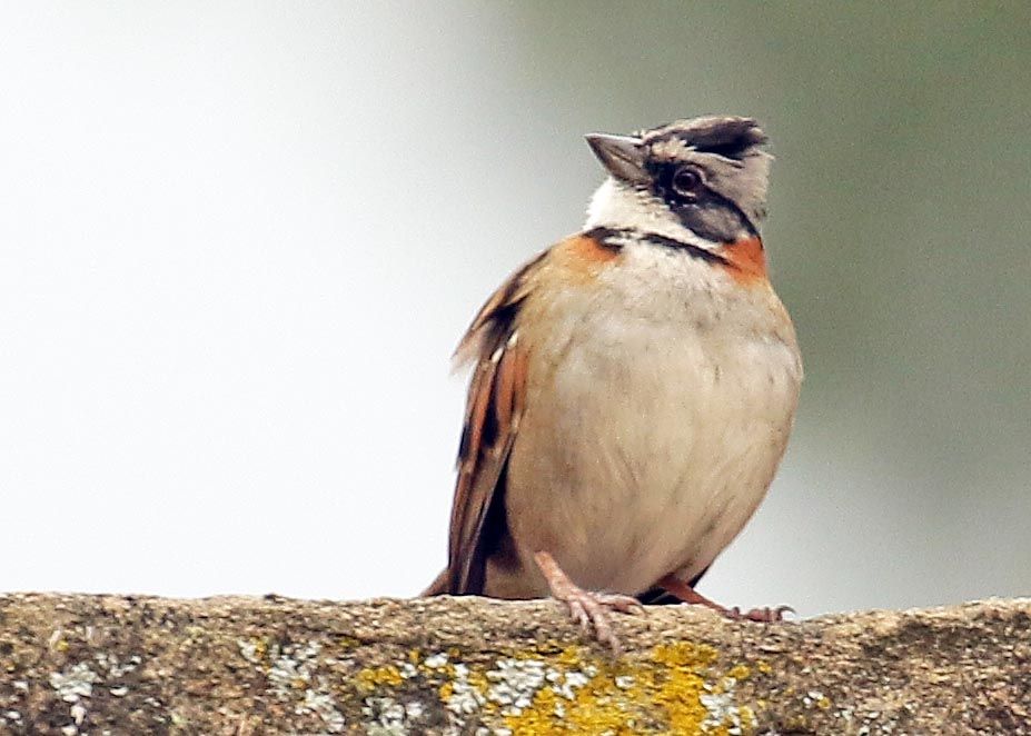 cusco-rufous-collared-sparrow