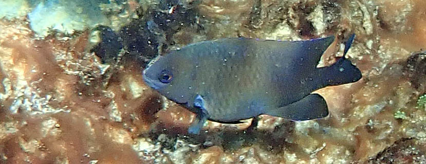 damsel-millers-rottnest
