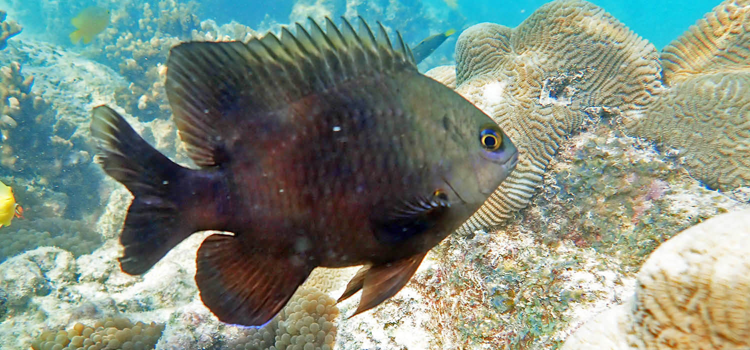 damselfish-millers-ningaloo