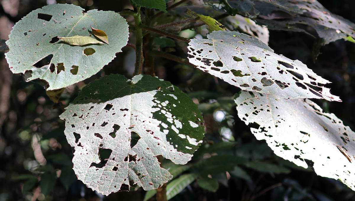 dendrocnide-oreillys