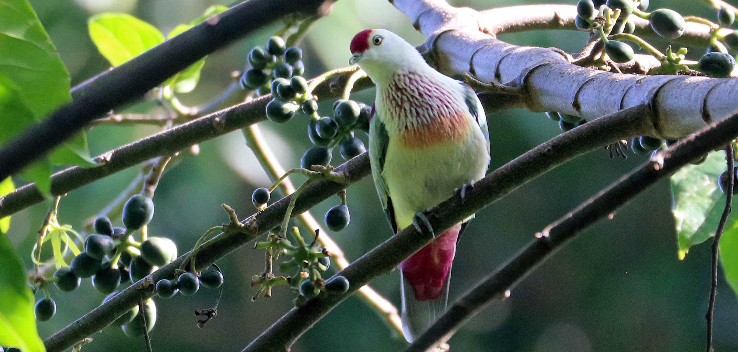 bobbys-farm-dove-many-coloured