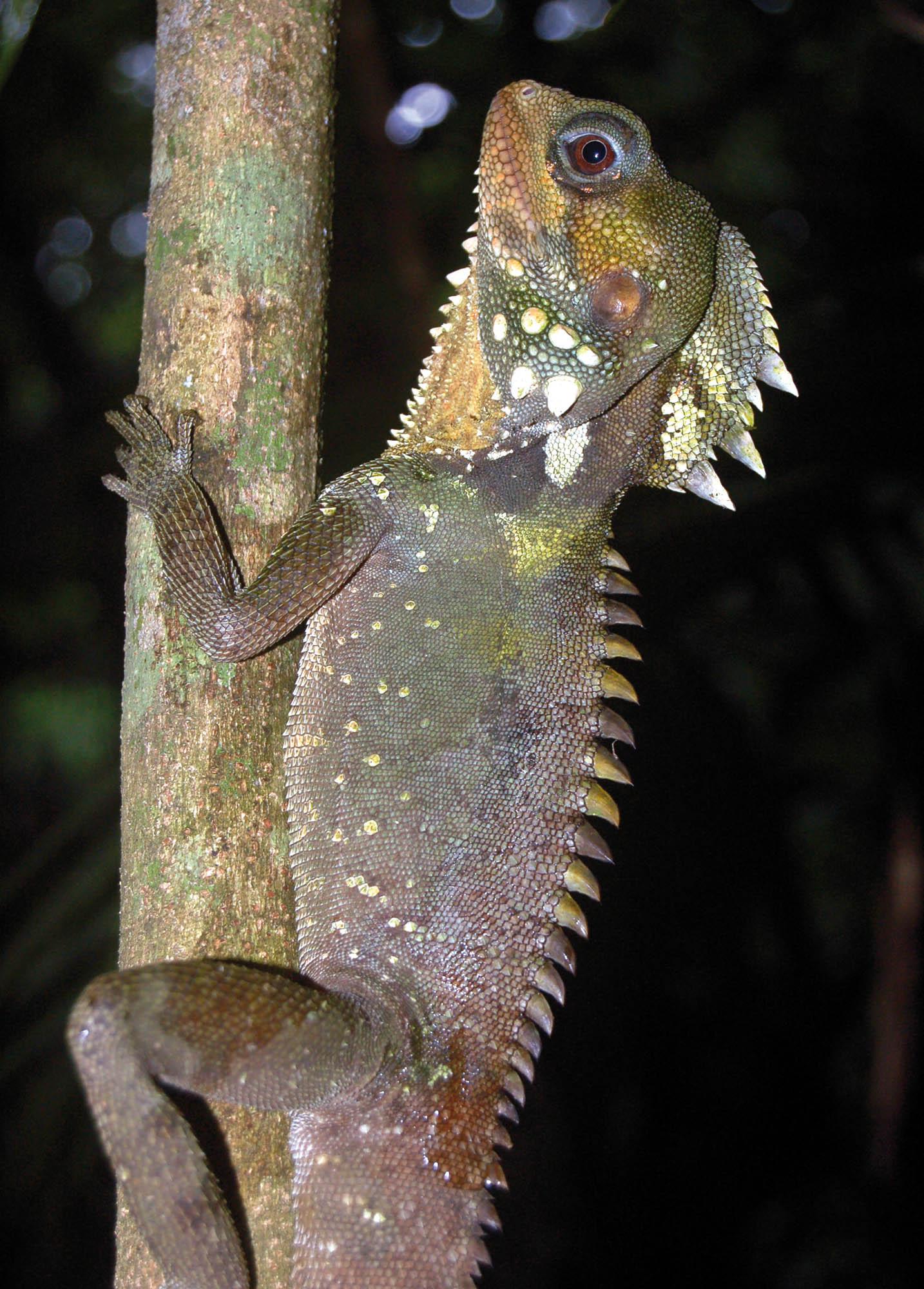 dragon-boyds-forest-mossman-gorge