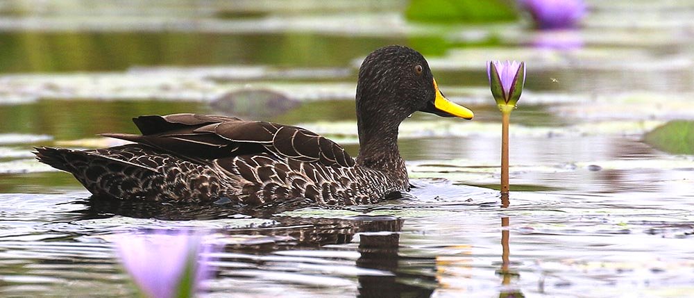 duck-yellow-billed