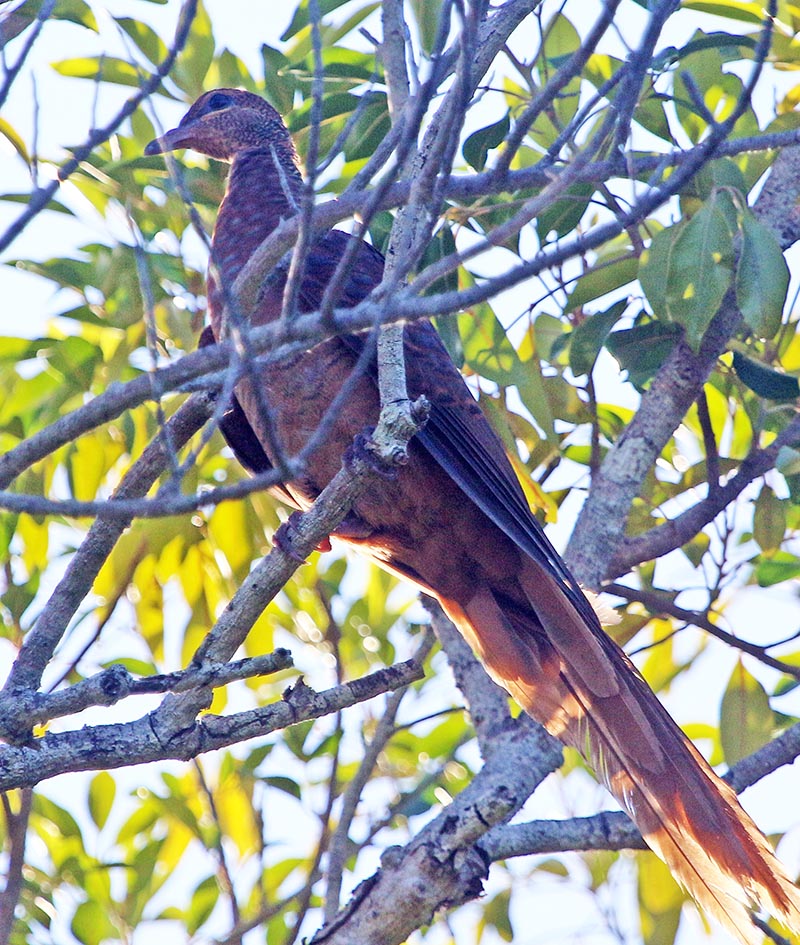 east-timor-pigeon