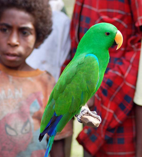 EclectusSepik