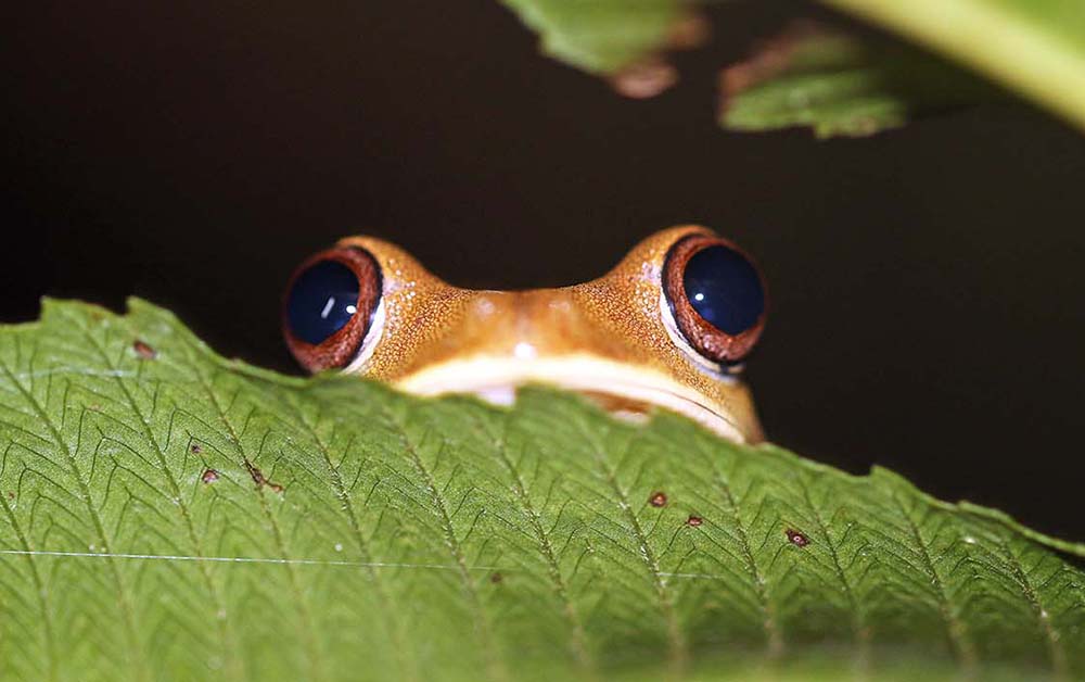 Frog eyes in Amazon (image by Damon Ramsey)
