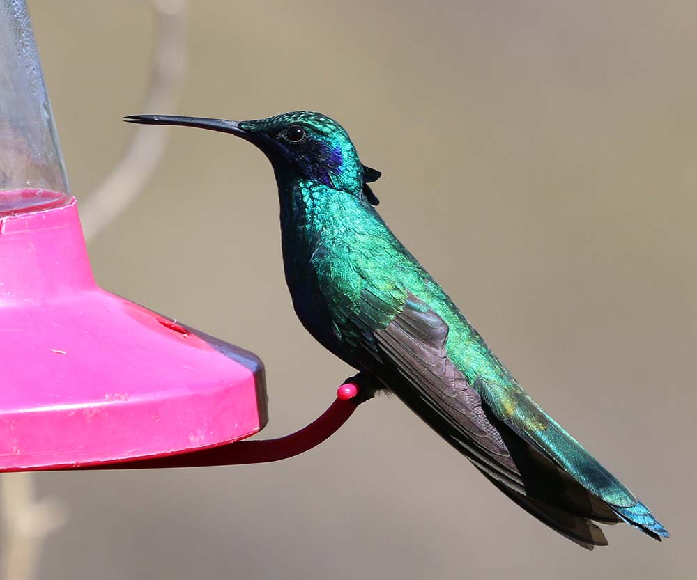 ecuador-hummingbird