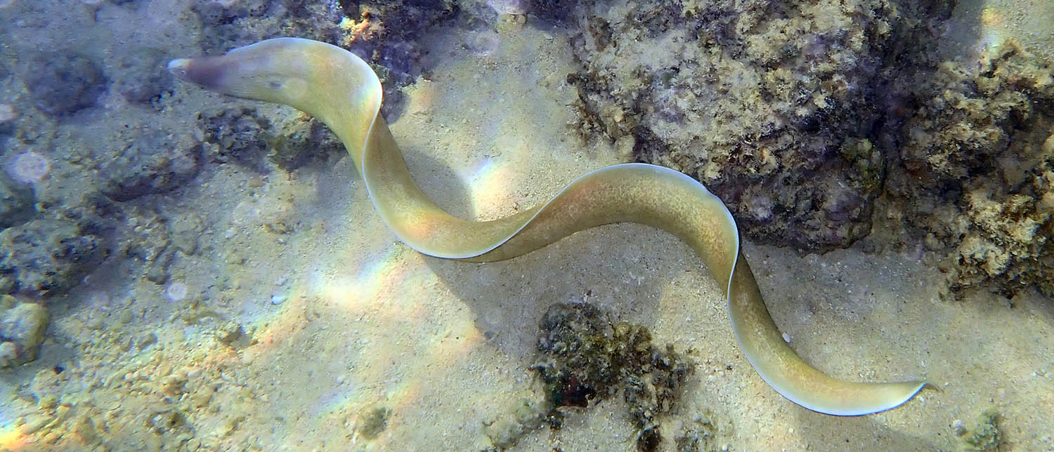 eel-black-faced-moray-