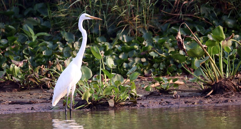 egret-great-prek-toal