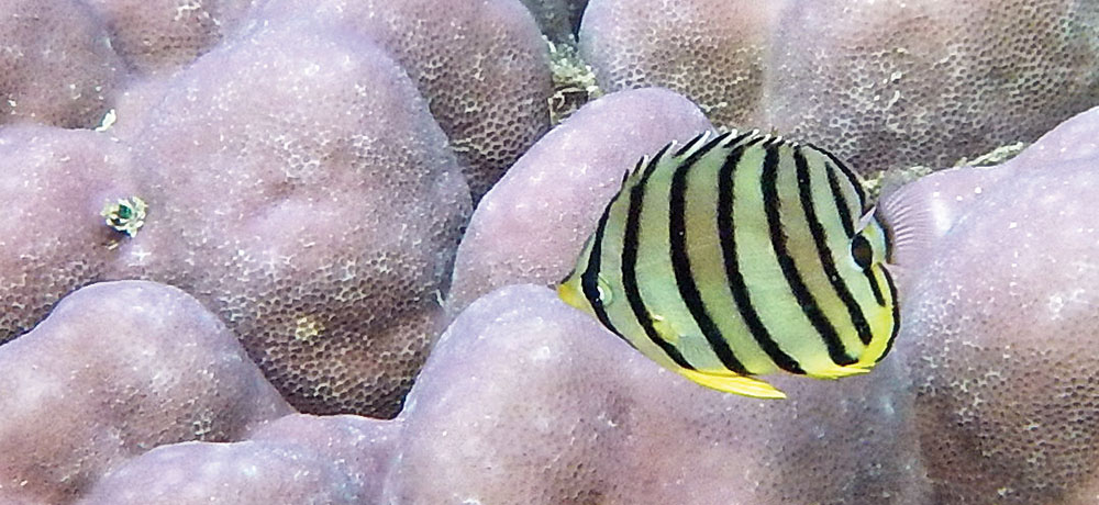 butterflyfish-eight-banded-indonesia