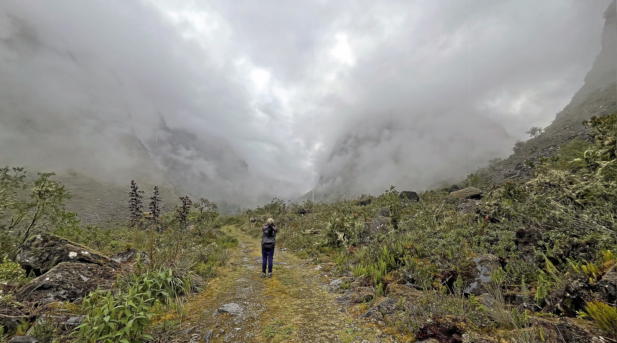 jucumari-elfin-forest-with-guide-