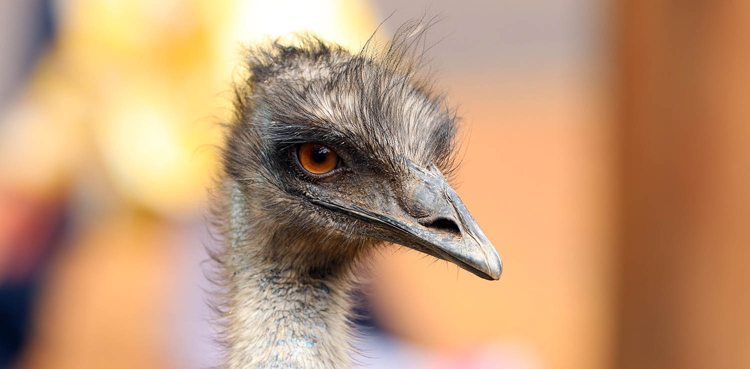 Emu (image by Damon Ramsey)