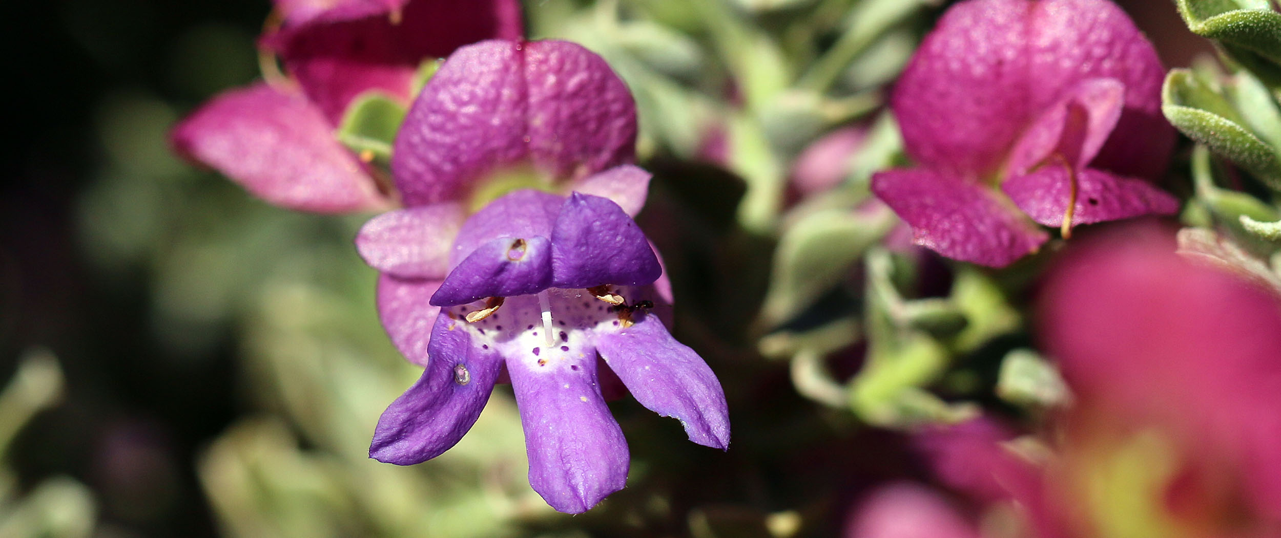 eremophila-cuneifoli-flowers-kirinji