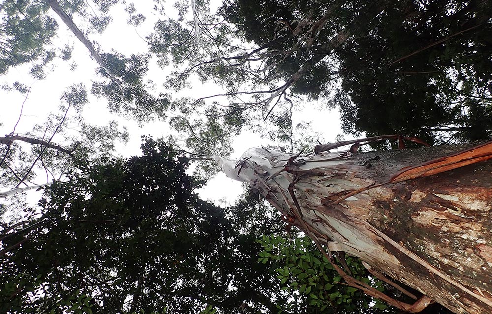 eucalyptus-atherton