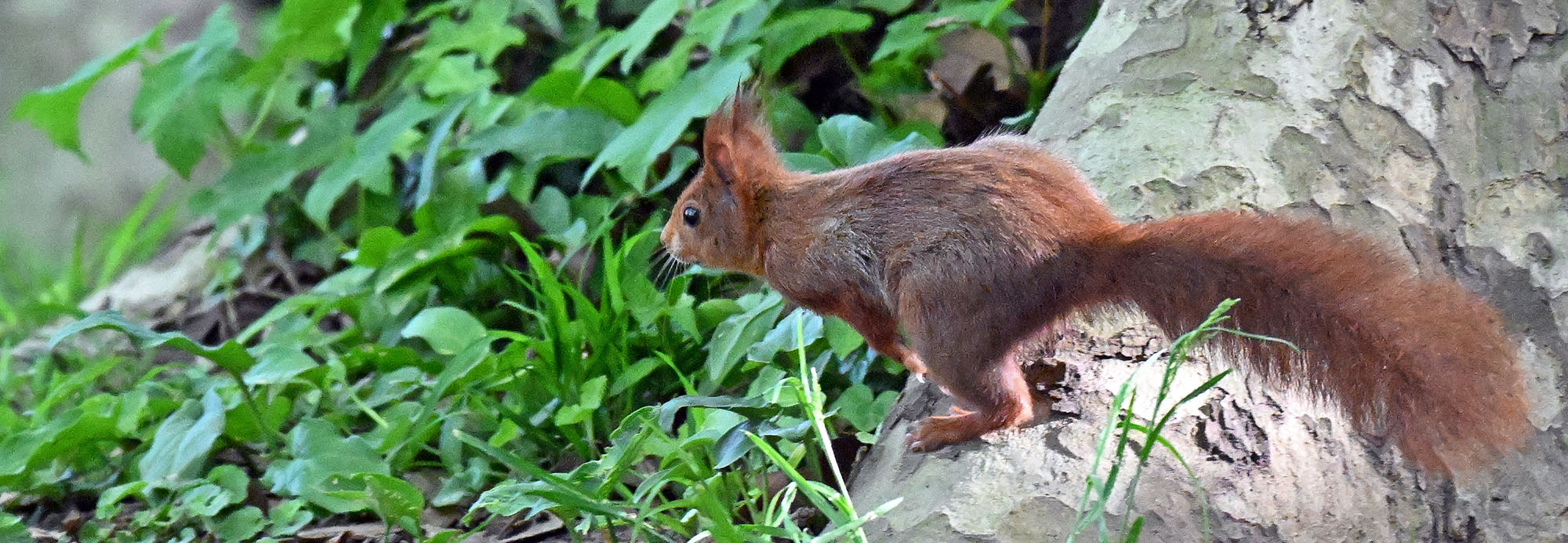 eurasian-red-squirrel-lyon-
