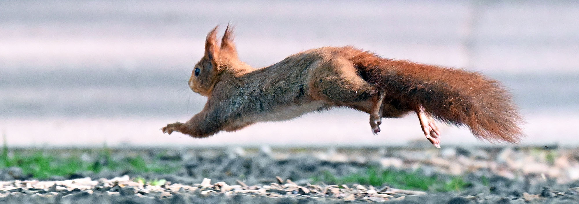 eurasian-red-squirrel-bounding-lyon-