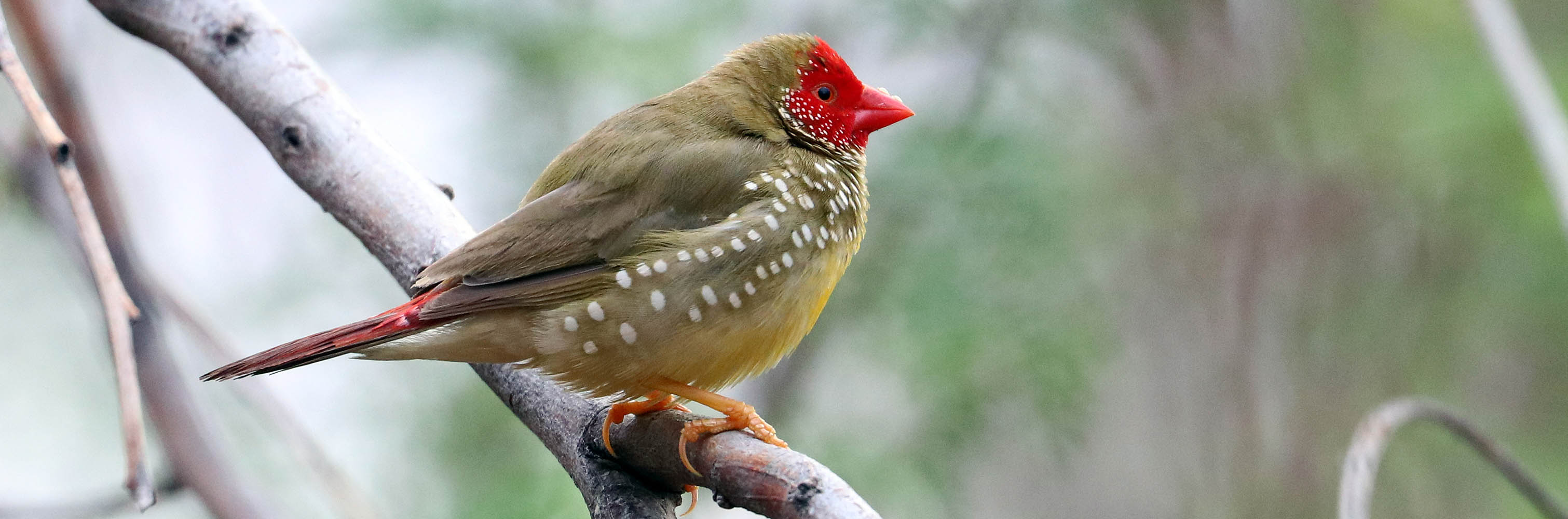 finch-star-millstream