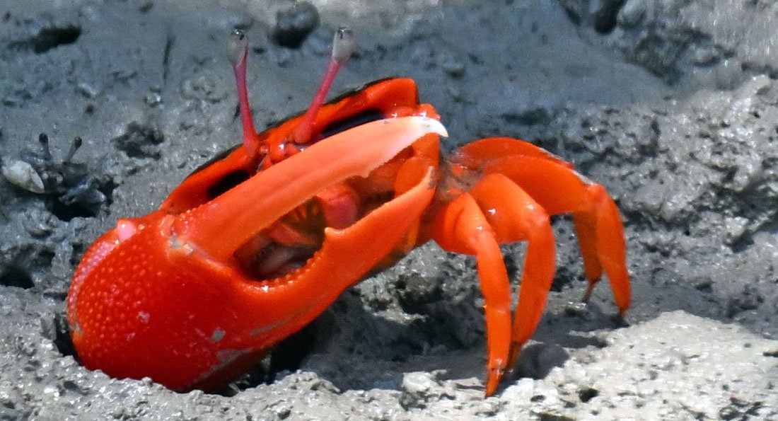 flame-fiddler-kimberley