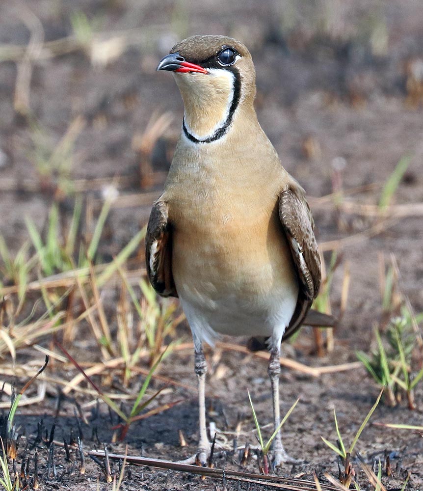 Oriental Pratincole, (image by Damon Ramsey)