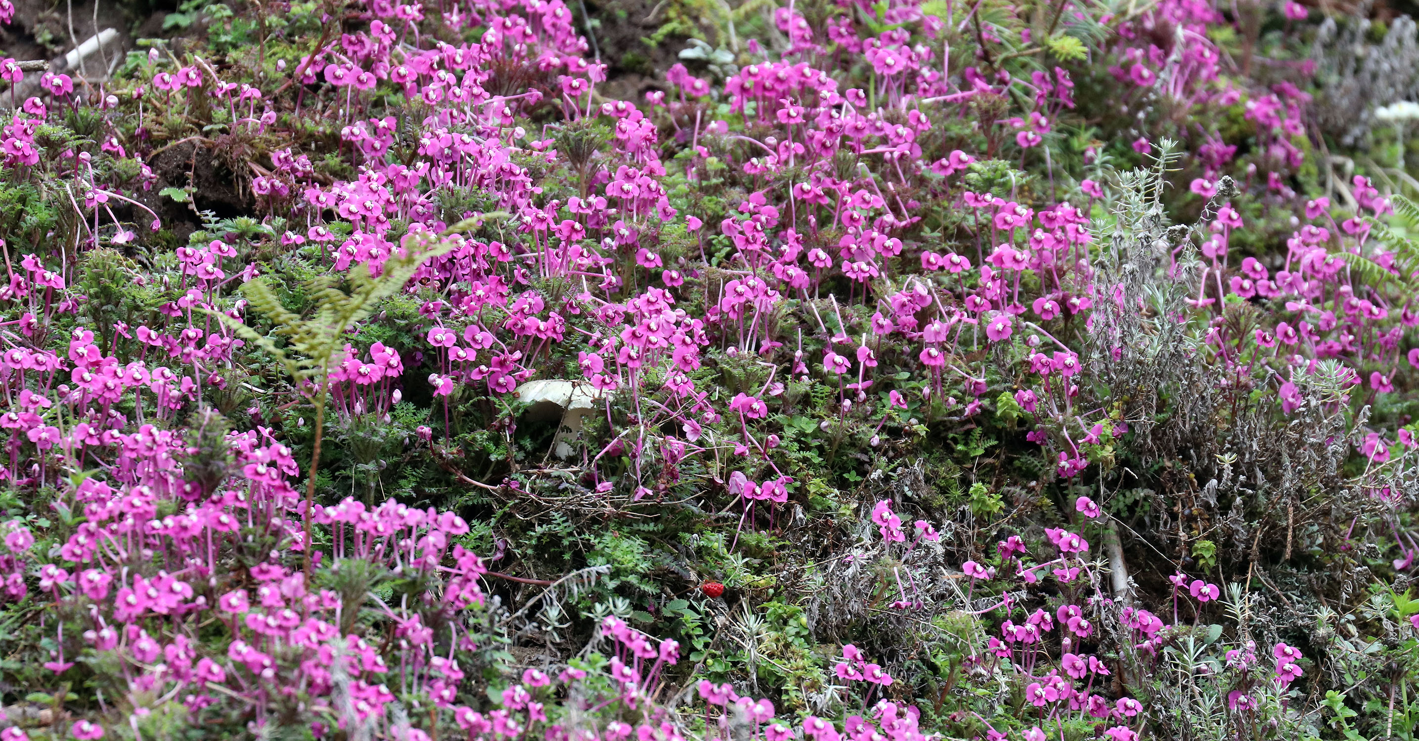 flowers-pink-field-paro-bhutan