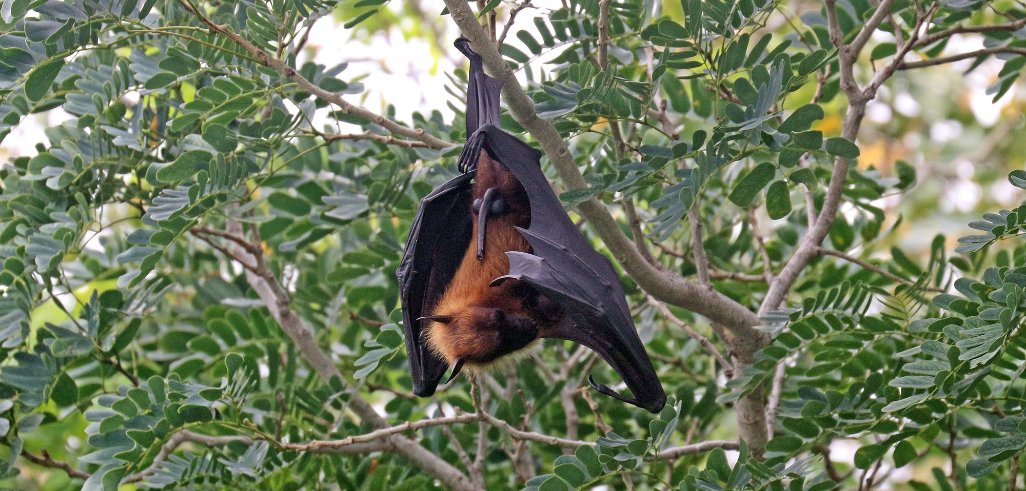 flying-fox-indian-maldives-