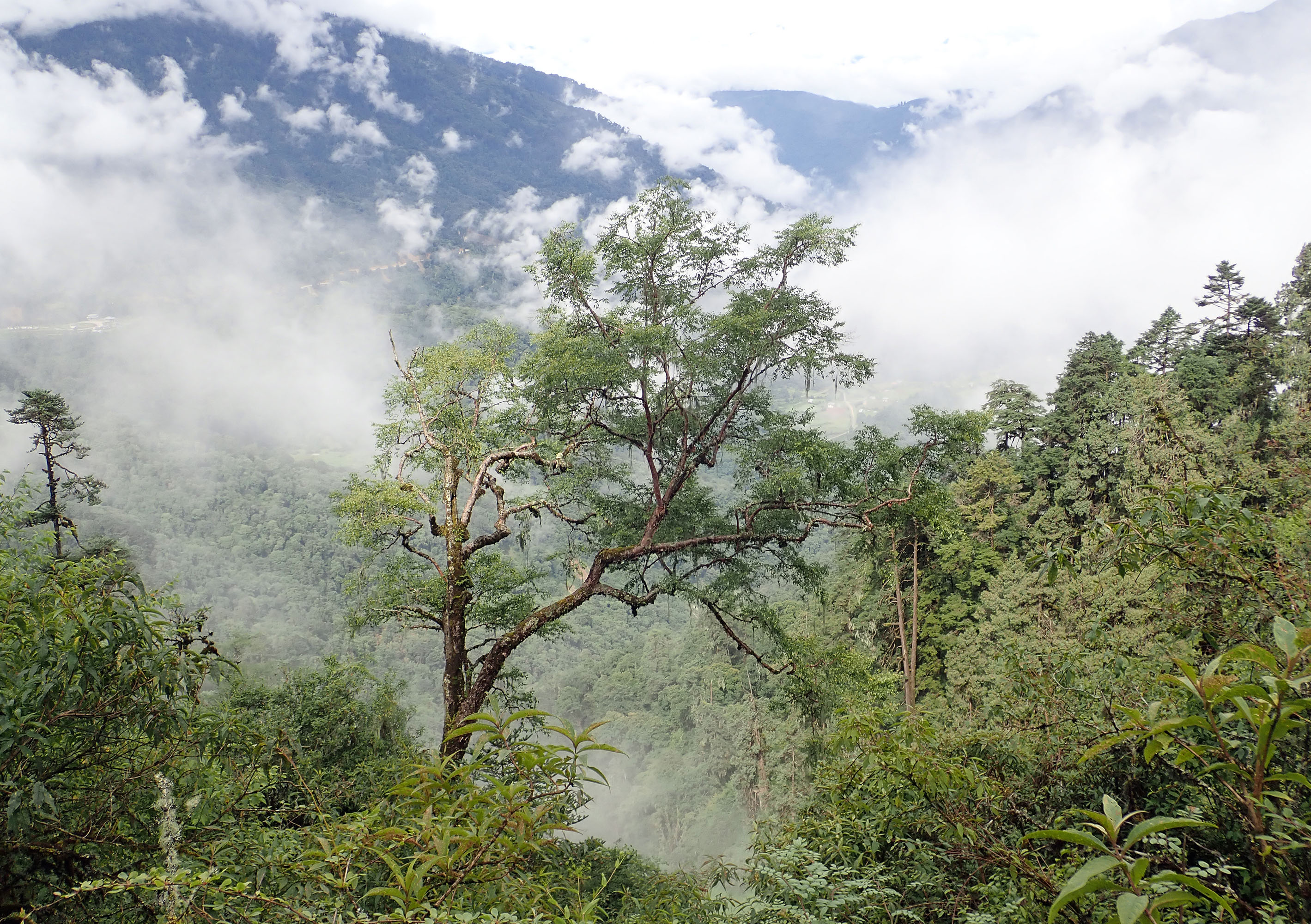 forest-paro-bhutan