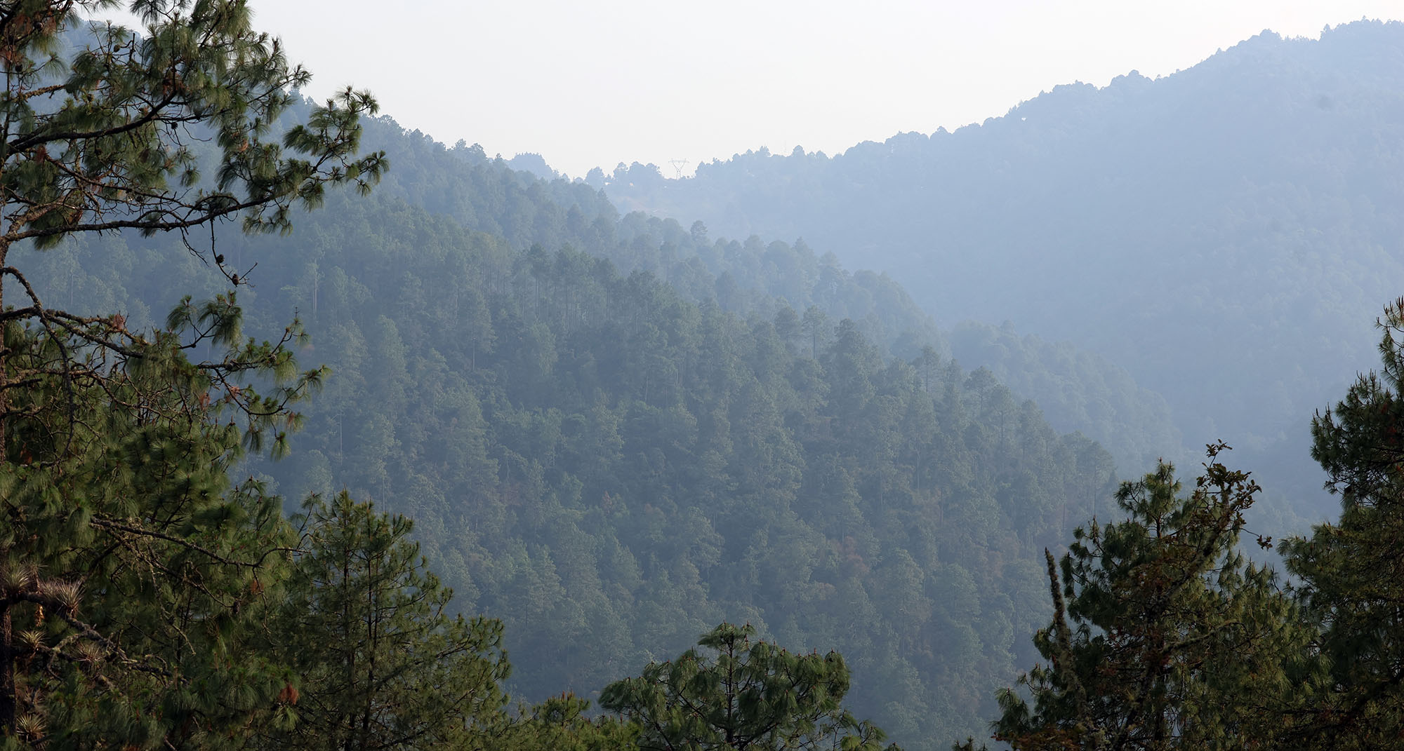 forest-view-le-cumbre