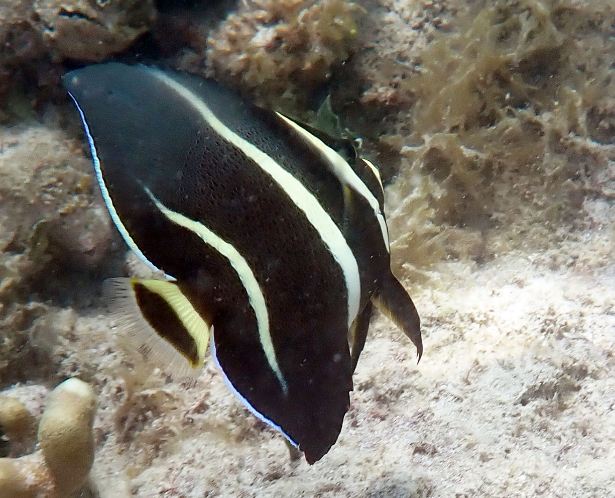 french-angelfish-antigua